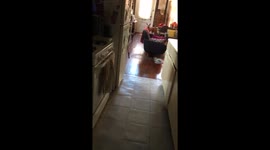 Excited pitbull