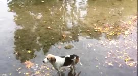 Hungry dog trying to catch a duck