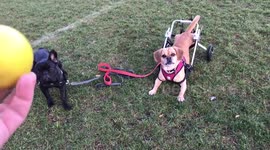 Paralysed dog plays fetch in custom wheelchair