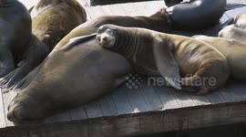 Adorable sleepy sea lions cuddle on Pier 39 in San Francisco