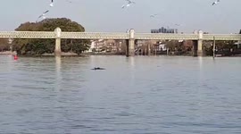 'Thames dolphin' believed to have been found dead