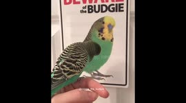 Reggie the budgie talking to his doppelgänger