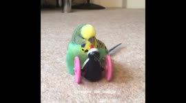 Reggie the Budgie making love with Miss Penguin