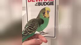 Newsflare Edit - Reggie the budgie talking to his doppelgänger
