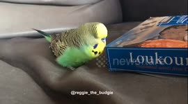 Reggie the Budgie talking to a box of Turkish delight