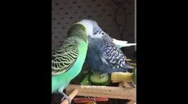 Oscar the Budgie bathing on a piece of cucumber