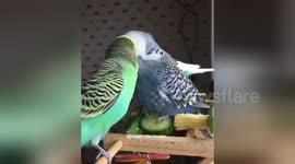 Newsflare Edit - Oscar the Budgie bathing on a piece of cucumber
