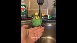 Reggie the Budgie having a shower in slow motion