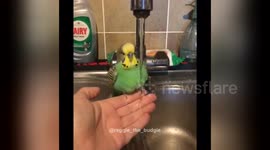 Newsflare Edit - Reggie the Budgie having a shower in slow motion