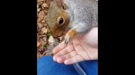 Give me almonds human