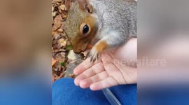 Newsflare Edit - Give me almonds human