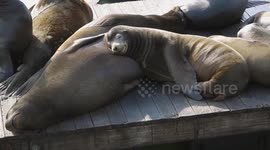 Adorable sleepy sea lions cuddle on Pier 39 in San Francisco