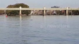'Dolphin' spotted swimming in the river Thames