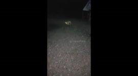 Wild fox eats out of man's hand