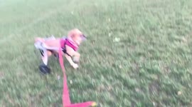 Newsflare Edit - Paralysed dog plays fetch in custom wheelchair