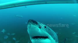 Great White Shark chomping and bumping at diving cage