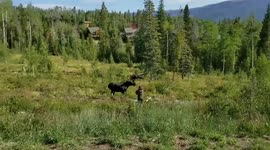 Protective mother moose tries to attack dog walker