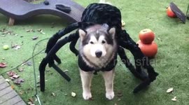Alaskan malamute dressed as a spider for Halloween