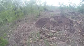 Snared Wildebeest Charges Rescuer