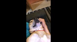 Cute Dog Face Rub