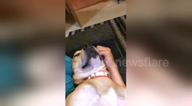 Newsflare Edit - Cute Dog Face Rub