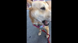 Cute Dog Chew