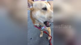 Newsflare Edit - Cute Dog Chew