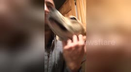 Newsflare Edit - Reunited with my Dog