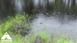 Alligator on the Banks while fishing