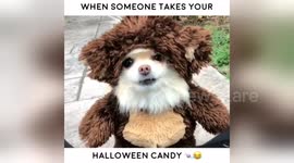 Newsflare Edit - Halloween candy