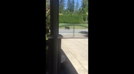 Black Bear in Neighborhood.