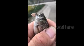 Fisherman catches fish with strange bird-shaped mouth