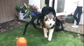 Alaskan malamute dressed as a spider for Halloween