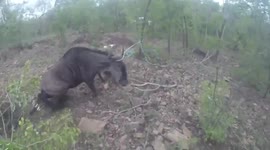 Snared wildebeest charges rescuer in Swaziland game reserve