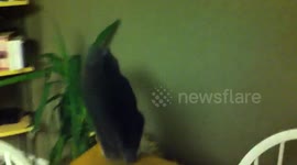 Funny cat jumps into wall and falls
