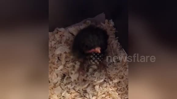 Newsflare Edit - Hand raising a baby bird, feeding time