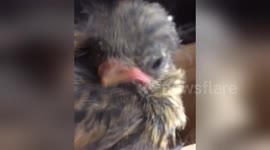 Newsflare Edit - Nosey baby bird