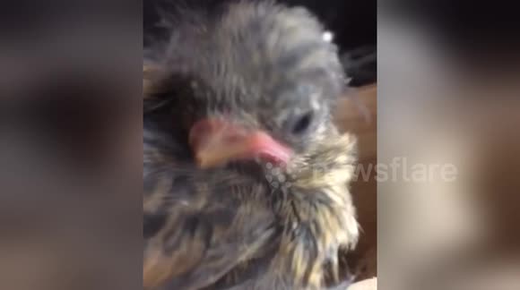 Newsflare Edit - Nosey baby bird