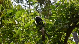 Monkey eating in tree