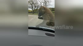 Newsflare Edit - Baboons wrecking my car at knowsley safari park!!!! ????????????