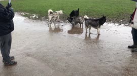 Siberian Husky taking a bath in a puddle of mud