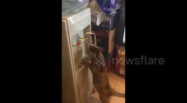 Canny cat operates lever to drink from machine