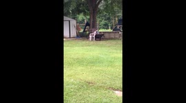 Baby chases goat with water guns