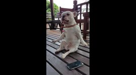 French bulldog dancing to his favourite tunes