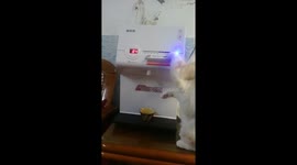Fussy pet cat pours himself a cup of fresh water from dispenser