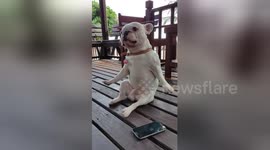 French bulldog dancing to his favourite tunes