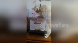 Fussy pet cat pours himself a cup of fresh water from dispenser