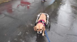 YouTuber tells touching tale of how paralysed family dog got new wheels