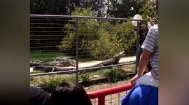 Sneaky alligator tries to bite zoo keeper during feeding time