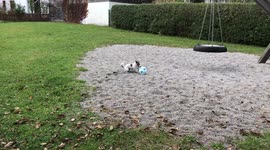 Jack Russel Rocky is playing football
